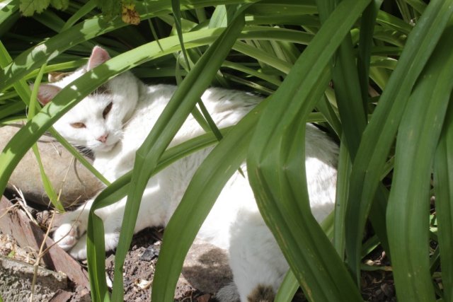 Bl jardin.jpg